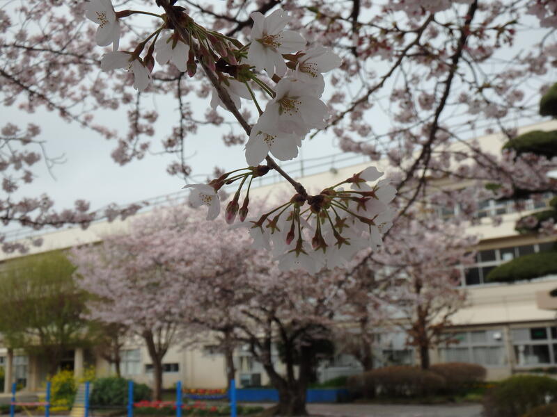 桜と校舎