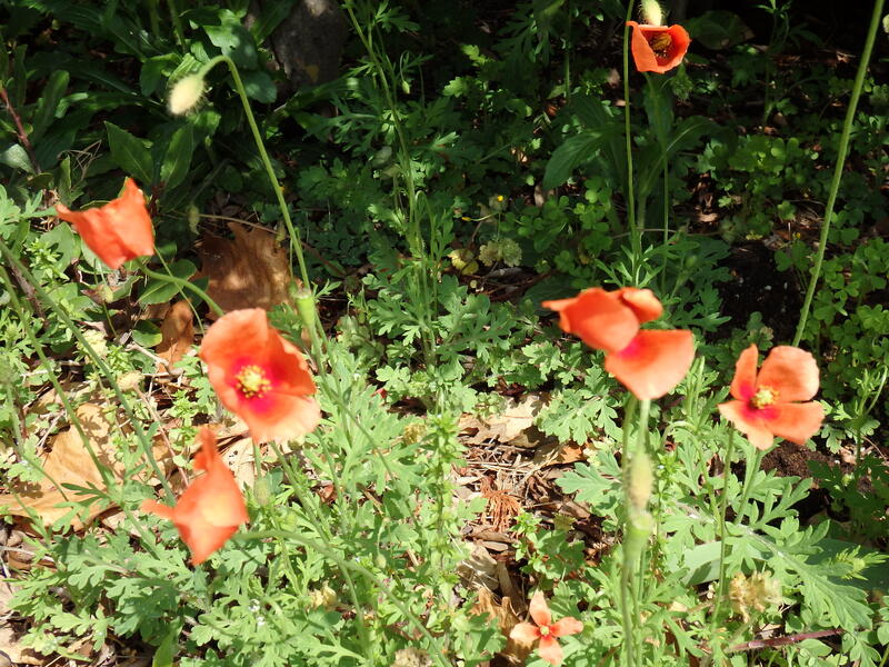 ナガミヒナゲシ