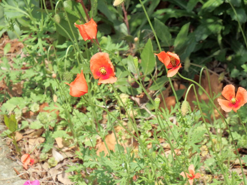 ナガミヒナゲシ