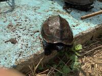 クサガメの写真の紹介