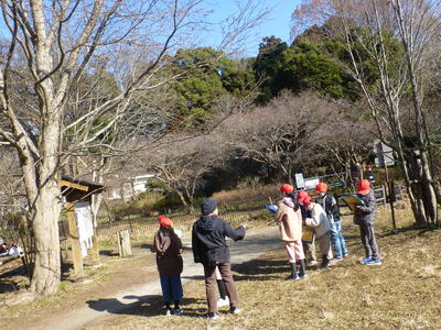 マイツリーの観察です