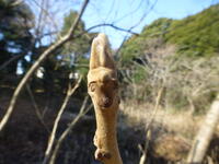 葉痕①何に見えるかな？