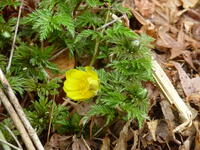 小さな春　フクジュソウ