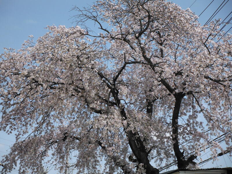 ホーム - 柏市立高柳小学校