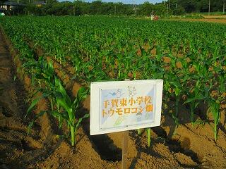 トウモロコシ畑