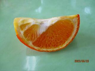 スマイルカットの夏みかん