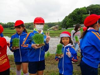 苗を受け取り，田んぼに入ります。