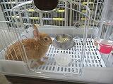 熱中症で一時療養中のうさぎさん